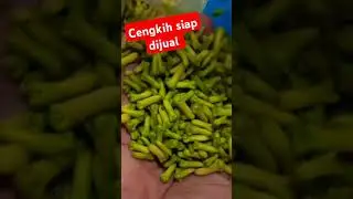 siap jual cengkih