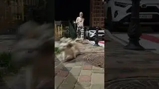 CHUCHI run #dogs #pets #food #funny #cute #shi #cutedog
