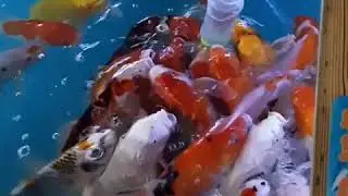 Fish pond in artificial museum and park of Dalian - 2