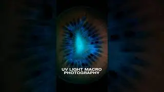 UV Light Macro Photography #macro #UVlight #UV #lighting