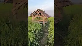 padi ciliwung cebol #petani #padi #petanipadi
