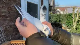 Голуби  Pegions￼ Tauben чернаносые￼ желто глазые