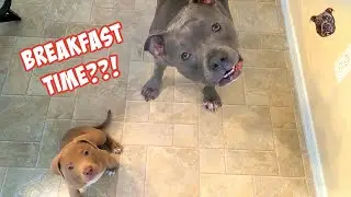 Talking Pitbull Teaching His Puppy Brother How To Get His Way!