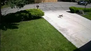 Reggie Has A Close Call