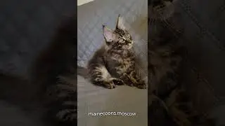 Черный мрамор (n22) парнишка Мейн-кун, 3 месяца