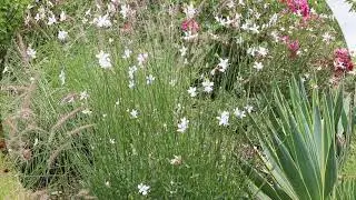 White gaura (Gaura lindheimeri) - Plant Identification
