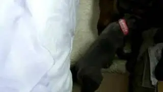 Venus having a go at Toby