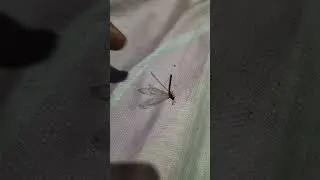 Giant mosquito 😲😲