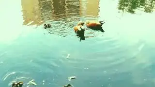 Андроповская лужа. Изумрудная вода.
