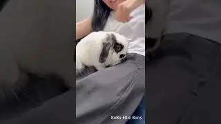 When My Bunny Gets Jealous... 🙈