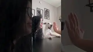 Какие же собаки умные❤️ #собака #глухаясобака #глухаятэффи #dog