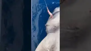 Акула попалась на крючок , The shark got hooked #shark #fishing #shorts