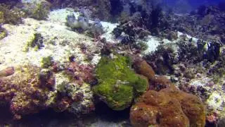 Diving Bohol 2015 HD