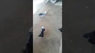 Baki Goyercinleri Бакинские Голуби Baku Pigeons..  2019