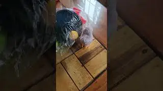 Chicks Toy #shorts #asmr