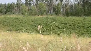 футаж степь поле