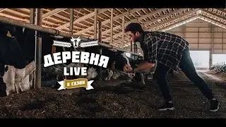 Деревня: LIVE - Коровье меню