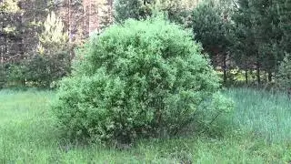 ЛЕС с  Дворики 8,06,2020