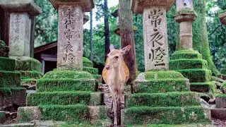 Japan Travel in Nara city / Yaponiya Nara shaxriga Sayohat