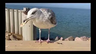 Чайки морские.