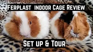 Guinea pig ideas - SET UP & REVIEW of the Ferplast Plaza140 indoor guinea pig cage for 2