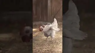 Ternak Ayam Sehat Cepat Besar dan Gemuk - Ayam Pedaging - Cara Ternak Ayam Broiler - Vitamin Ayam