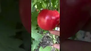 18 июля 2024 г.