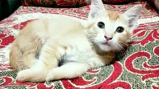 Once upon a time there was one cutest kitten... 💕