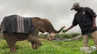 Look into the white-blue eyes of an albino baby elephant as Khanyisa munches on grass with Lammie