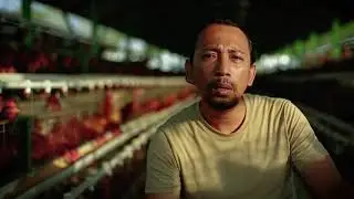 Agung Loningkito, Tantangan Sukses Peternak Ayam Petelur