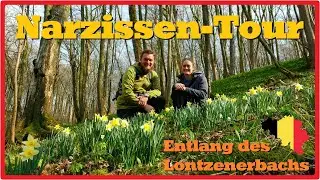 Narzissen-Tour entlang des Lontzenerbachs | Hohnbachtal 🇧🇪 [2,7K]
