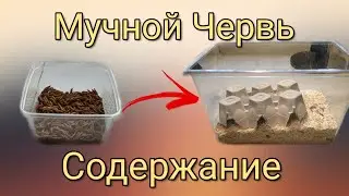 Mealworm Care and How to Grow It