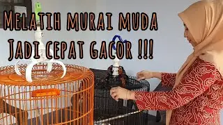Melatih murai trotol agar cepat bunyi dan mental fighter bersama murai muda yang sedang ngurak