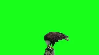 Green Screen - Eagle
