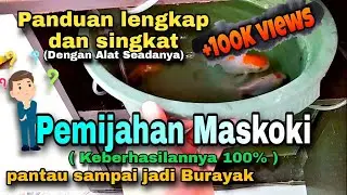 PEMIJAHAN IKAN MAS KOKI - Panduan Lengkap & singkat (Keberhasilan 100%)