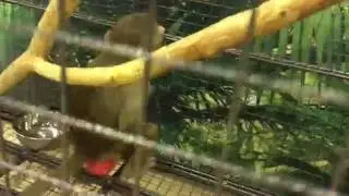 Прикол! Обезьяна трахает игрушку