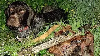 Охота на утку на луже посреди кукурузы. Дуплет в кадре | Duck hunting in the middle of corn #shorts