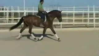 Clinico, жеребец PRE 2007 г.р.