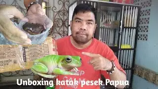 Unboxing Katak Pesek Dumpy Frog Atau White Trees Frog -  Katak Buat Pemula
