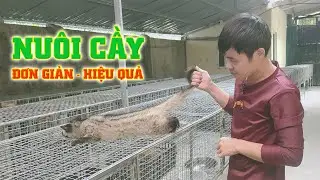 5 Bước Chăn Nuôi Chồn Hiệu Quả Kinh Tế Cao Đơn Giản Dễ Làm