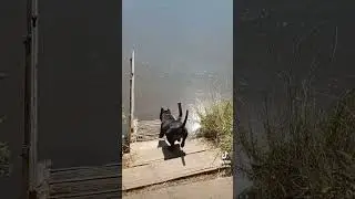 I знову МИ! #dog #shortvideo #собака #staffy #стафф
