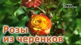 Выращивание роз из черенков. Природное земледелие. Жизнь в Болгарии