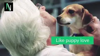 Pets products in dropshipping
