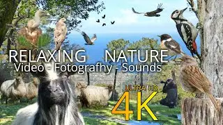 🐦FOTOGRAFIANDO AVES en la montaña, zona de PASTOREO🐴 con GANADO 🐑en libertad.