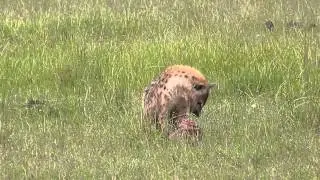Hyenas interaction after thomson's gazelle kill - Masai Mara