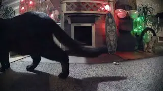 Good night sweet KiKi Panther! (mMc 2658)