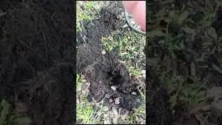 Золото Партии! первая монета этого сезона!