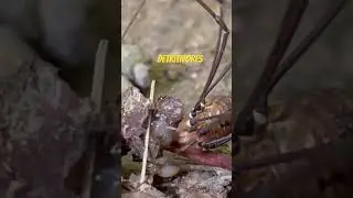 Detritivores eat dead things!