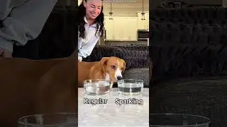 Perros que prueban agua rara… Sus reacciones 😂🐶 