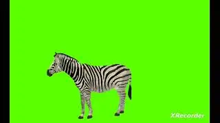 copyright free Cartoon Green Screen Animation zebra Walking  Running Green Video 